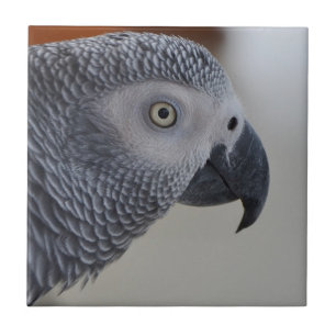 Azulejo Loro gris africano majestuoso