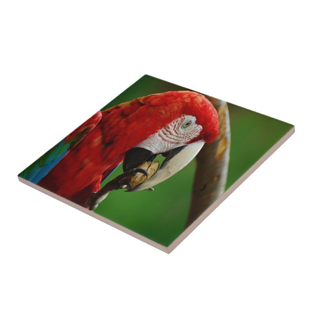 Azulejo Loro Rojo Tropical (Lado)