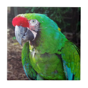 Azulejo Loro verde