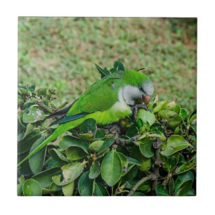 Azulejo Loro verde
