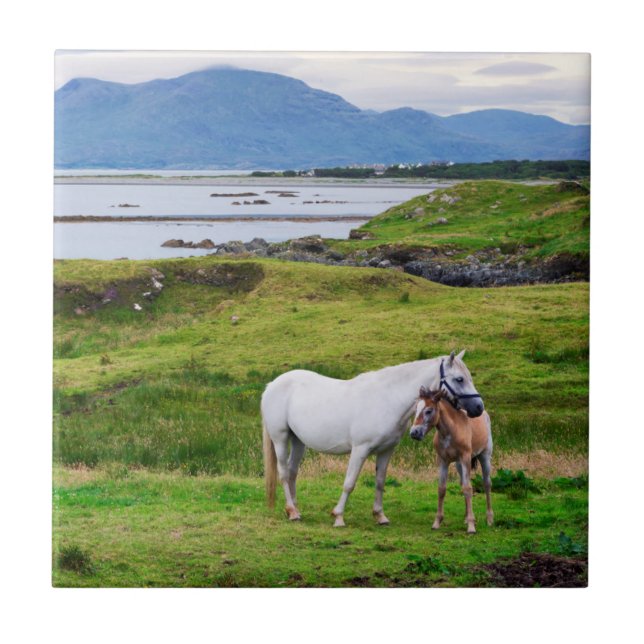 Azulejo Los caballos de Connemara el | Galway, Irlanda (Frente)