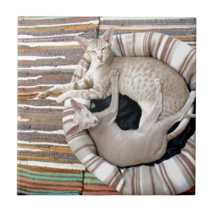 Azulejo ¡Los gatos siameses solo chillan!