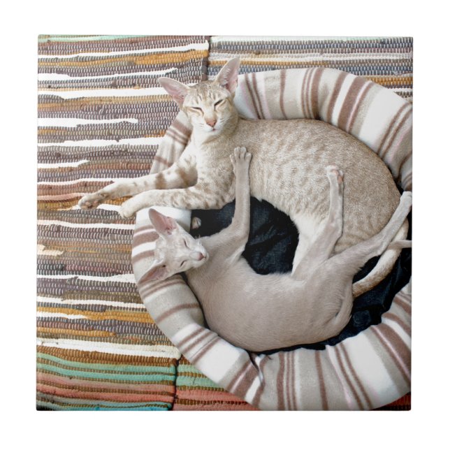 Azulejo ¡Los gatos siameses solo chillan! (Frente)