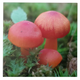 Azulejo Los hongos brillan en rojo en el suelo forestal