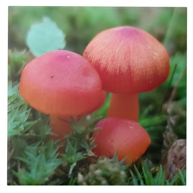 Azulejo Los hongos brillan en rojo en el suelo forestal (Frente)