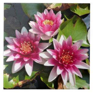 Azulejo Los lirios de agua en flor
