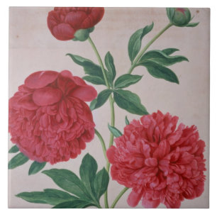 Azulejo Los Peonies, platean 46 del Florilegium de Nassau