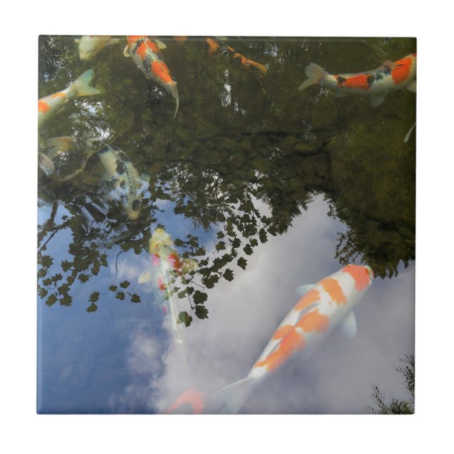 Azulejo Los pescados de Koi en jardín acumulan con la (Frente)