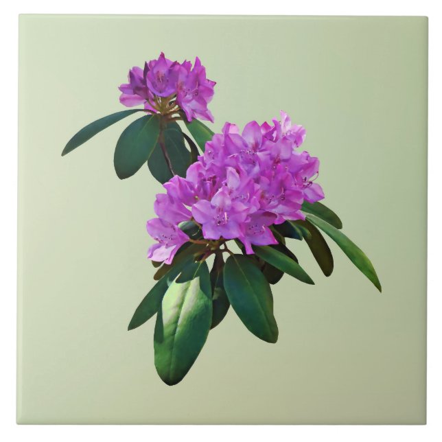 Azulejo Los rododendros rosados encantadores (Frente)