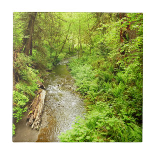 Azulejo Lost Man Creek II en el Parque Nacional Redwood