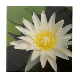 Azulejo loto, flor, naturaleza, floración, floral, planta,