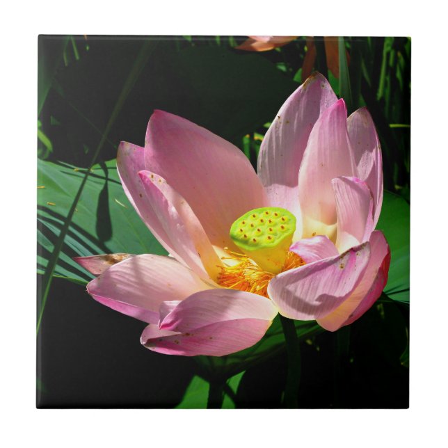 Azulejo Lotus Blossom (Frente)