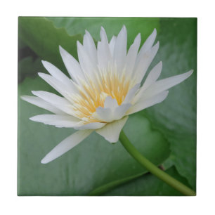 Azulejo Lotus, Namaste, meditación, zen, tiendas, planta,