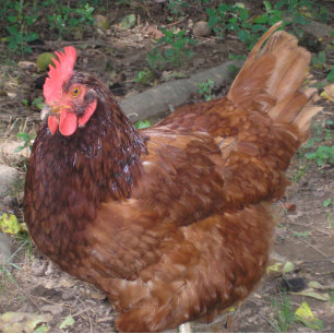 Azulejo Lucy - ¡La Cabeza Roja!