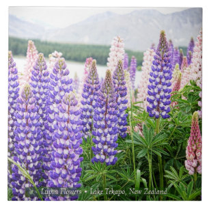Azulejo Lupinos bonitos en el lago Tekapo Nueva Zelanda