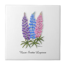 Lupinos de Nueva Escocia