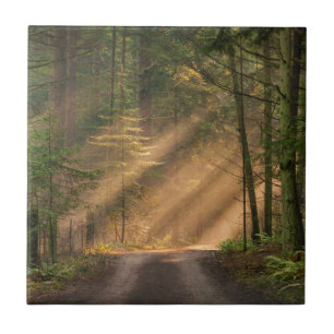 Azulejo Luz del sol que brilla a través de un bosque