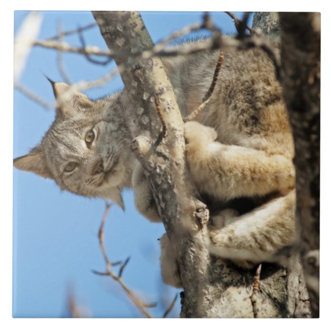 Azulejo Lynx traviesa (Frente)