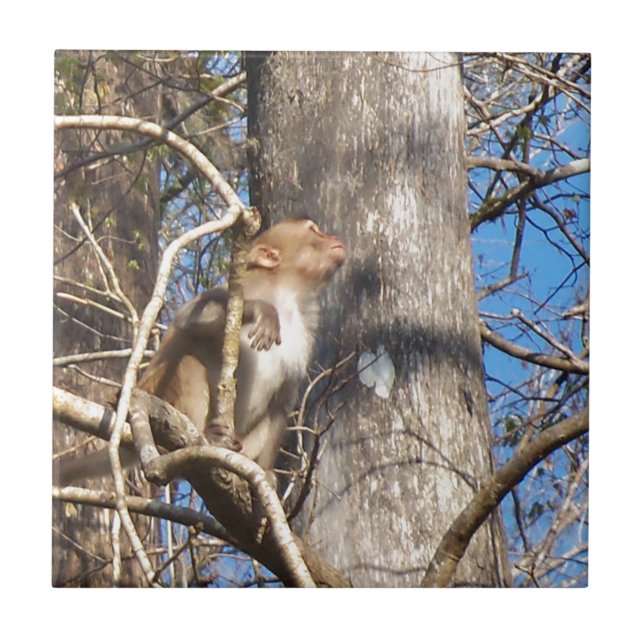 Azulejo macaco rhesus mirando hacia arriba (Frente)