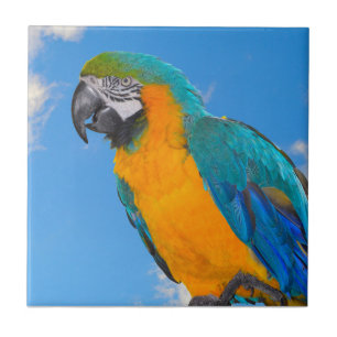 Azulejo Macao azul y amarillo