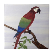 Macaw Parrot