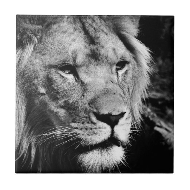 Azulejo macro de closet macho de áfrica lion (Frente)