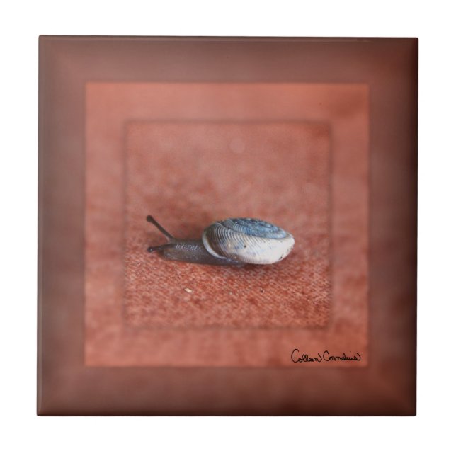 Azulejo Macro Photograph of Snail on Terracotta (Frente)