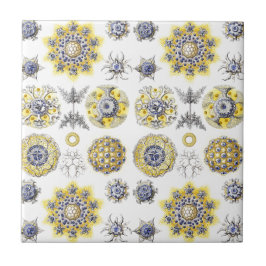 Azulejo Macromar Criaturas Cerámicas ~ Amoeba