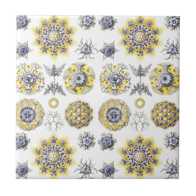 Azulejo Macromar Criaturas Cerámicas ~ Amoeba (Frente)