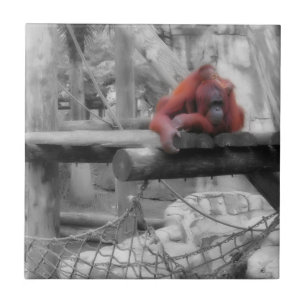 Azulejo Madre e hijo de Orangutan