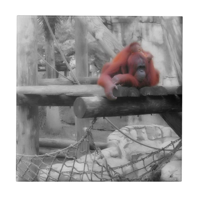 Azulejo Madre e hijo de Orangutan (Frente)