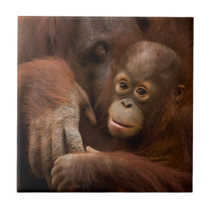 Azulejo Madre y bebé orangután en el zoológico