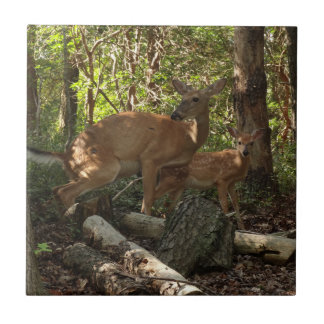 Azulejo Madre y ciervo bebé en el Parque Nacional Shenando