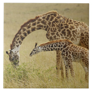 Azulejo Madre y cría de jirafa Masai, Giraffa