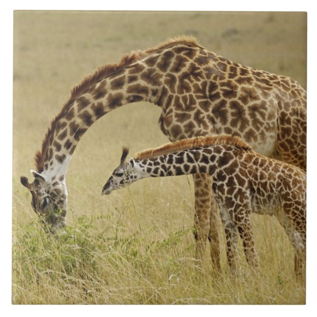 Azulejo Madre y cría de jirafa Masai, Giraffa (Frente)