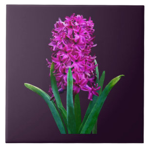 Azulejo Magenta Hyacinth