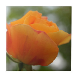 Azulejo Magnífica fotografía de flores de rosa amarillo.