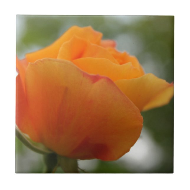 Azulejo Magnífica fotografía de flores de rosa amarillo. (Frente)