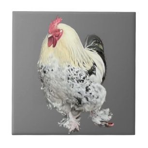 Azulejo Magnífico Cockerel no 2