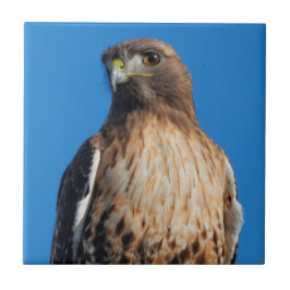 Azulejo Magnífico halcón de cola roja al sol