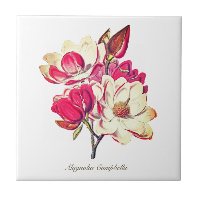 Azulejo Magnolia Botánica Vintage Flor blanca rosa (Frente)
