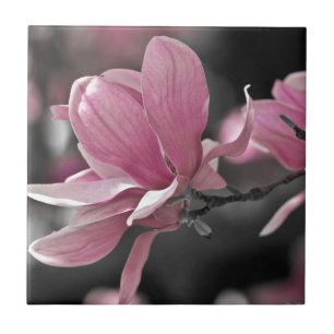 Azulejo Magnolia de Saucer Rosa Japonesa