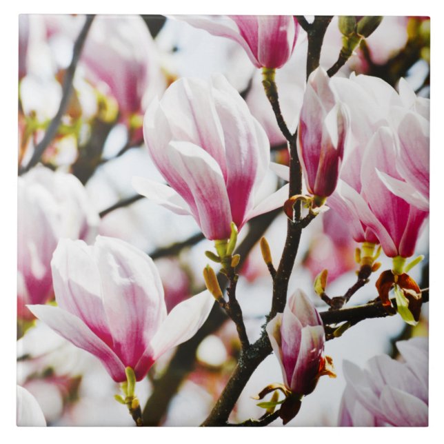 Azulejo Magnolia Flores Flores Florales Moda Blossom Botán (Frente)