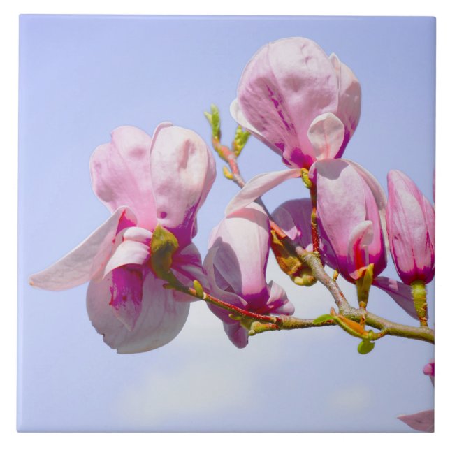 Azulejo Magnolia Flores Moda Floral Blossom Botánica (Frente)