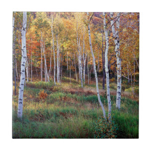 Azulejo Maine, Parque Nacional de Acadia, otoño