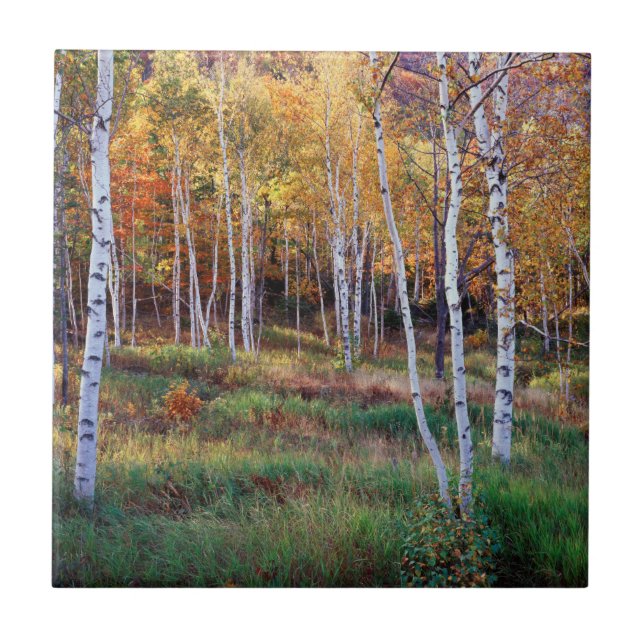 Azulejo Maine, Parque Nacional de Acadia, otoño (Frente)