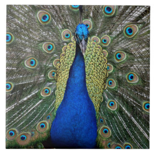 Azulejo Majestic Peacock