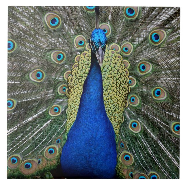 Azulejo Majestic Peacock (Frente)