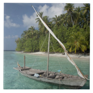 Azulejo Maldivas, atolón de machos del norte, isla de Kuda