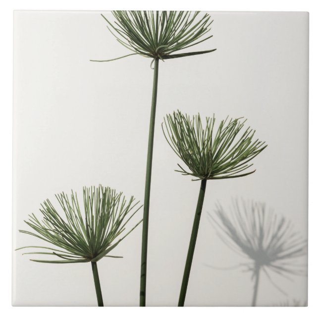 Azulejo maleza (Frente)